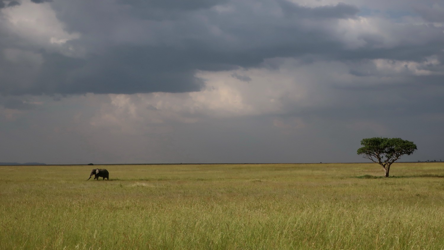 Lone Elephant in Serengeti